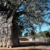 Africa’s Upside Down Tree, the Skyline of a Namibian Village