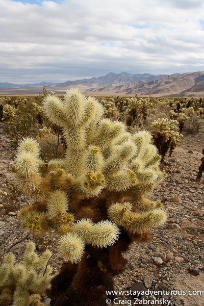 Cholla Cactus Garden at Joshua Tree NP