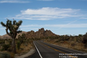 the road inside the joshua tree national park in california, usa.