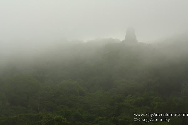 a fg filled view from the top of temple IV in Tikal, Guatemala