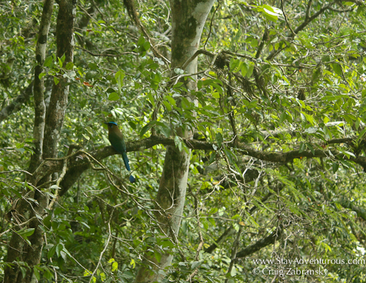 a colorful bird spotted on the climb up to Templo IV, Tikal, Guatemala