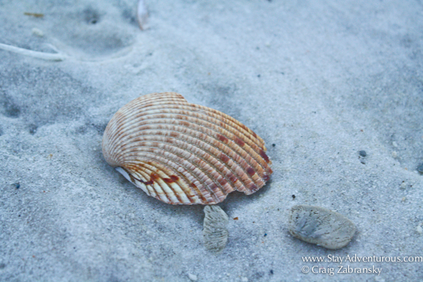 orange shell from orange beach