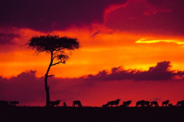 sunset in kenya, africa during the migration