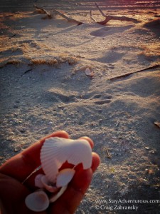 a seashell on the virgin beach along the gulf of Mexico at hotel xixim in celestun, yucatan, mexico