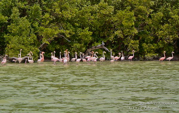 the flamingos at ria de celestun in yucatan, mexico