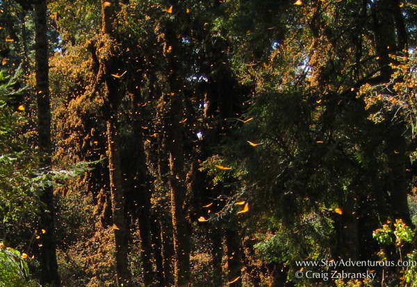 the monarch butterflies in the mountains of Mexico at El Rosario Butterfly Reserve in Michoacan, 