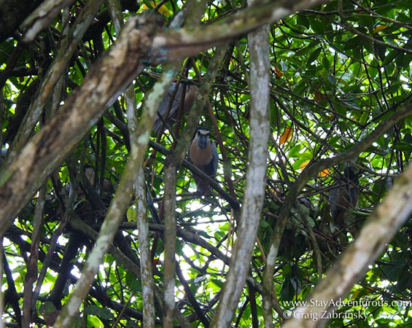 the famouns Garza Canela in San Blas, Nayarit, Mexico