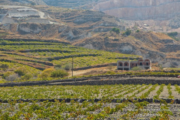 the fields of vines for wine on Santorini