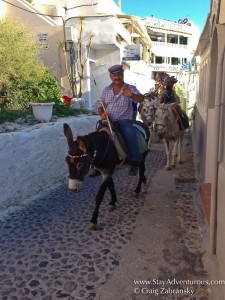 Donkeys take a stroll on the streets of Fira, Santorini