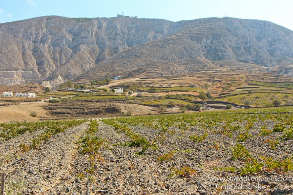 vineyards outside of Estate Argyros, Santorini