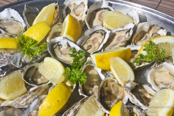 Oysters from Walvis Bay, Namibia. Fresh and Delicious