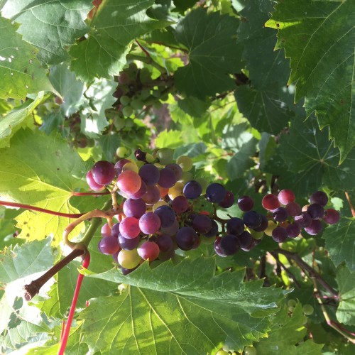 Grapes on the Vine from the Amazing Grace Vineyard in the Adirondack Coast, New York