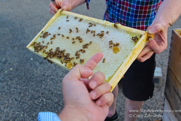 tasting the honey and sweetness of Montreal