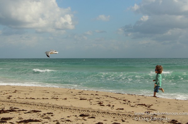 boy chasing a bird on the florida beach of fort lauderdale