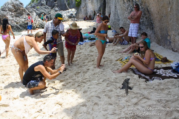 the iguana attracts some people at the mayan ruins of Tulum in Mexico