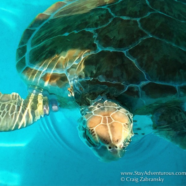 Turtle from the Turtle Hospital in Marathon, Florida Keys