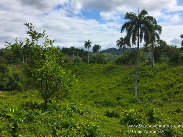 The Reforestation of the Rainforest social impact travel excursion from Fathom Travel in the Dominican Republic