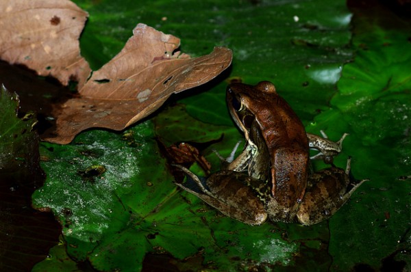 Frog - Viet Hai, Cát Bà National Park (Cát Bà Island), Vietnam 