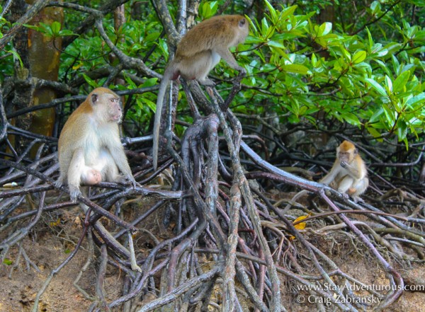 Monkeys-Mangroves-Langkawi-cZabransky