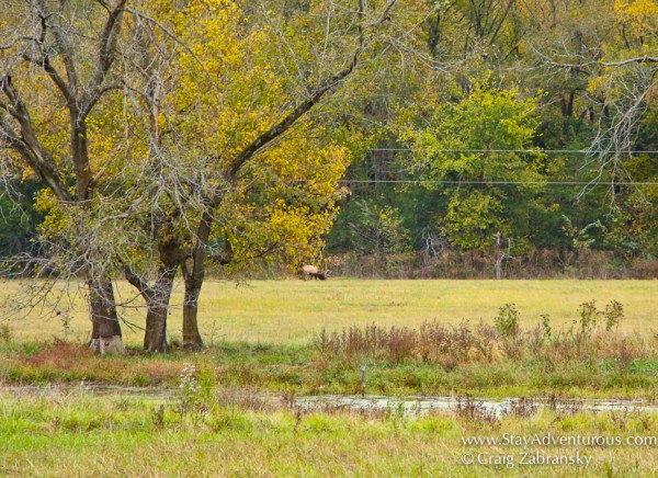 Elk in the Ozarks of Arkansas