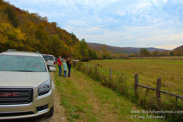 the roadside watching elk in the ozarks of Arkansas