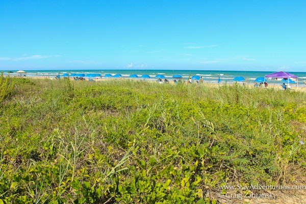 the lush vegetaion beofre the beach of South Padre Island, Texas