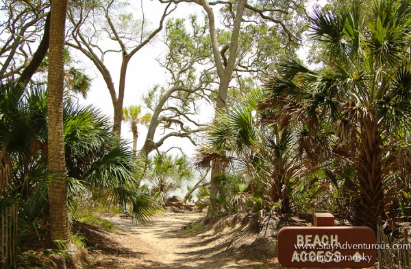 the beach access point from the a boardwalk nature trail at hunting state park near beaufort, south carolina