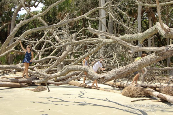 the trees, part of the beach erosion at Hunting State Park Beachin near Beaufort, South Carolina