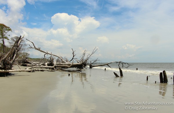 the trees, part of the beach erosion at Hunting State Park Beachin near Beaufort, South Carolina