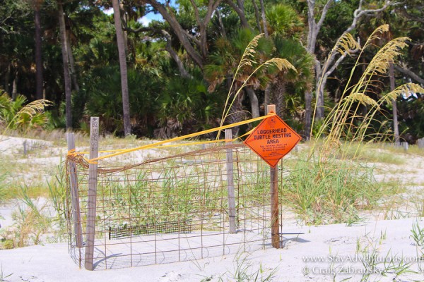 the roped off Loggerhead Turtle Nest inside the beach at Hunting State Park near Beaufort, South Carolina