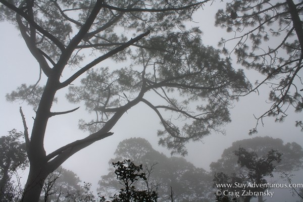 cloud forest en route to mirador la bufa in san sebastian del oeste, puerto vallarta, mexico