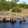 The Thirsty Elephant Herd along the Chobe