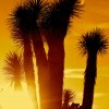 Sunset Sunday – Joshua Tree National Park