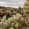 The Cholla Cactus Garden of Joshua Tree National Park