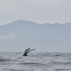 Whale Watching and Hearing the Humpback Song