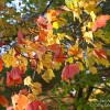 Fall Foliage – Glimmerglass State Park in New York’s Catskills