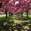 the Five-Photos from the Brooklyn Botanic Garden with Cherry Blossom in Peak Bloom