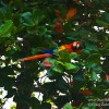 Postcard-Colorful Costa Rica’s Scarlet Macaw