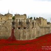Tower of London’s World War I Tribute