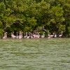 The Pink Flamingo Stands in the Ria Celestun, Yucatan, Mexico
