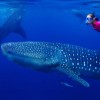 adventures-in-mexico-whale-sharks-e1538421420345-1200×555