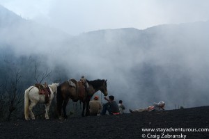 the horses stopped and waited for the view with me...