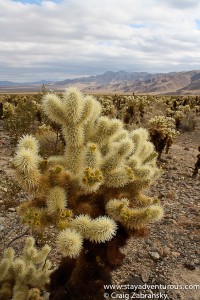 a Garden of Cholla...