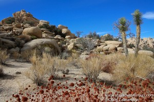 the sky turned so blue on one hike...