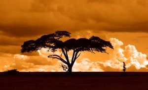 sunset in kenya, africa during a safari. #whyILoveKenya