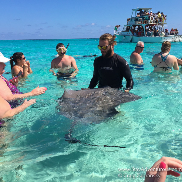 getting in the water with southern Stingrays in Stingray City in the North Sound of Grand Cayman, Western Caribbean