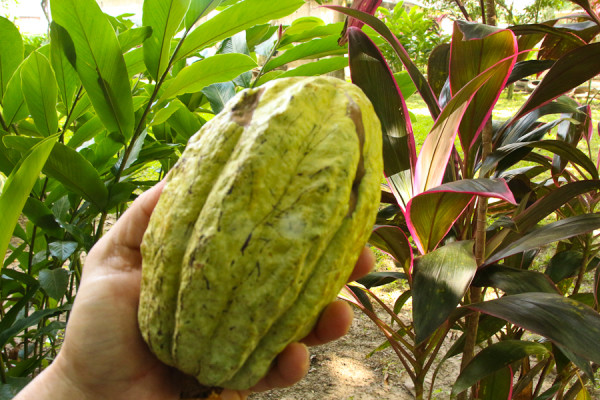 the Cacao fruit photo taken in tabasco mexico