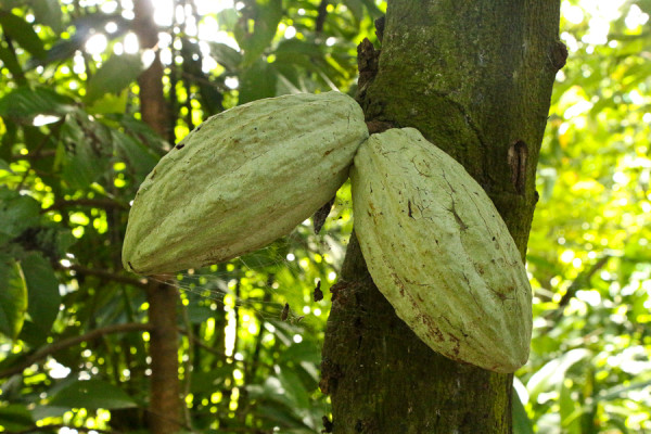 Cacao Fruit grows on a Cacao Tree in Tabasco, Mexico