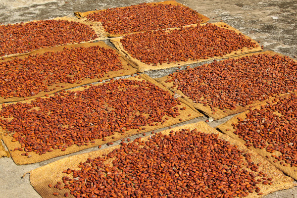 drying Nibs of Chocolate in Comalcalco, Tabasco Mexico at Hacienda La Luz