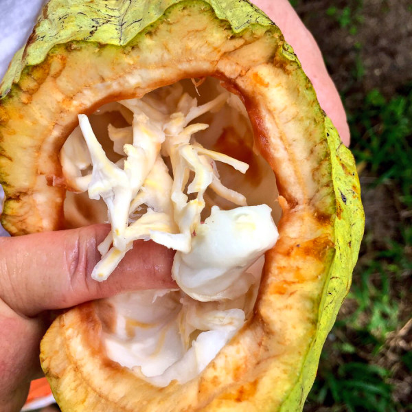 a look inside the Caco Fruit in Colmalco, Tabasco, Mexico at Hacienda La luz